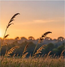 Illustrative grasses in warm evening light